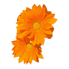 fleurs_orange